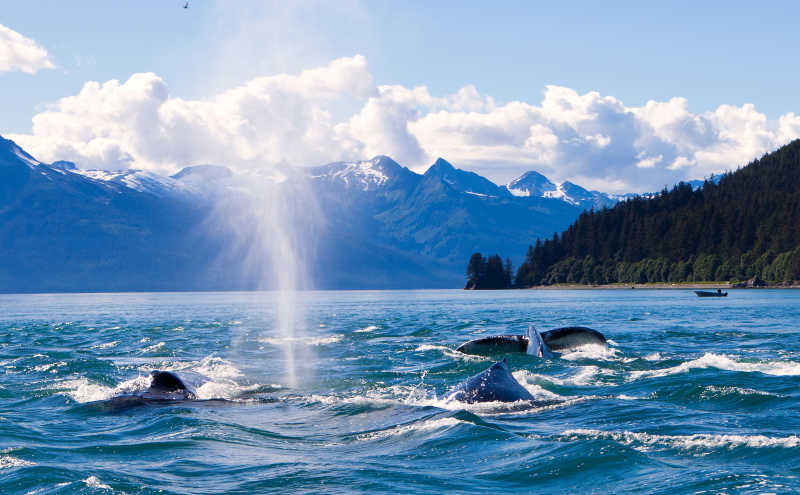 浮出水面呼吸的海鲸