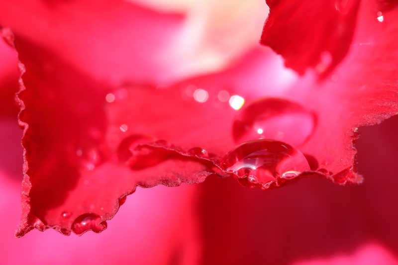 水滴在花瓣上闪闪发光