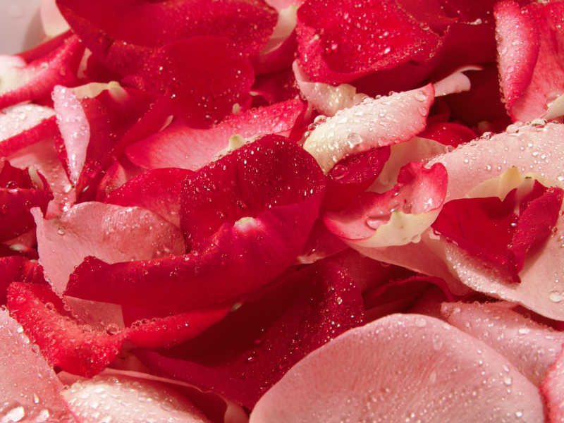 滴露的红玫瑰花瓣背景