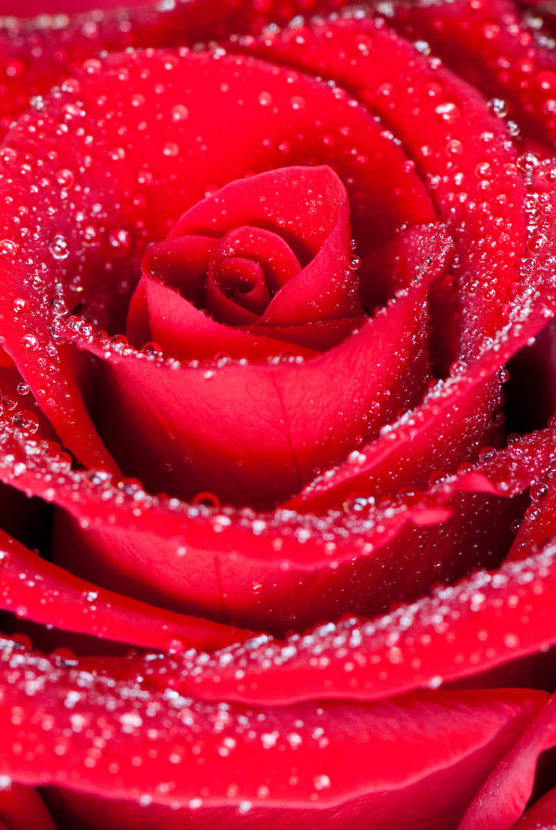 鲜艳欲滴的玫瑰花