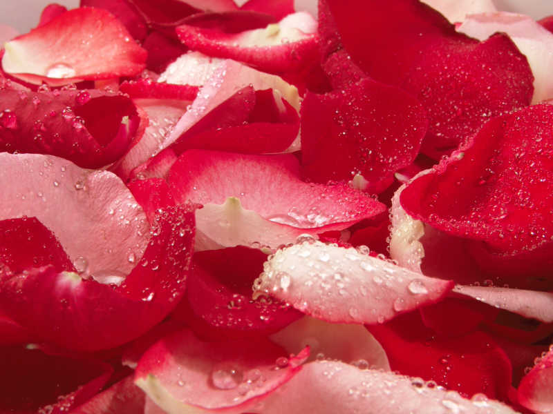 美丽的红玫瑰花瓣背景