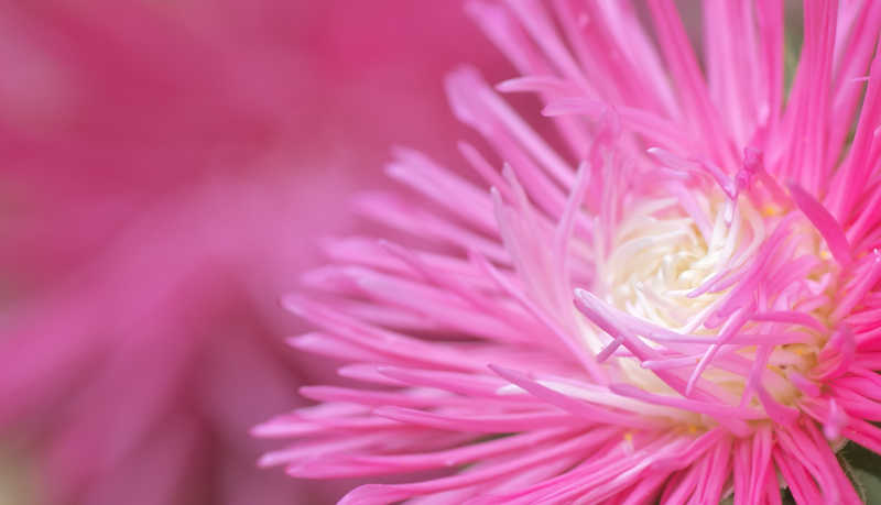 粉色黄蕊开放着的娇艳菊花