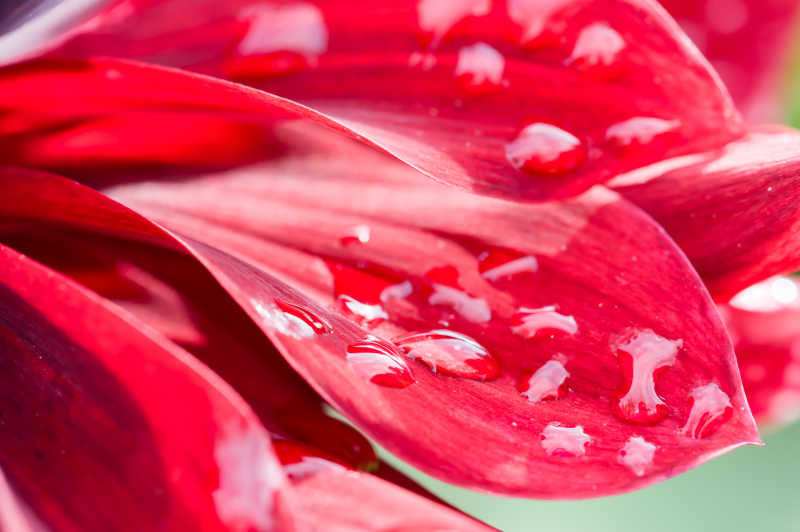 水珠落在花朵的红色花瓣上