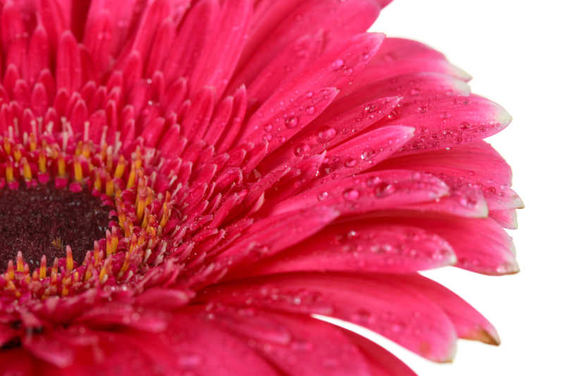 漂亮的粉色带水珠雏菊