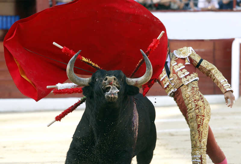西班牙斗牛士在斗牛