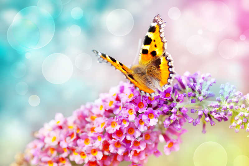 精致蝴蝶与美丽的花朵