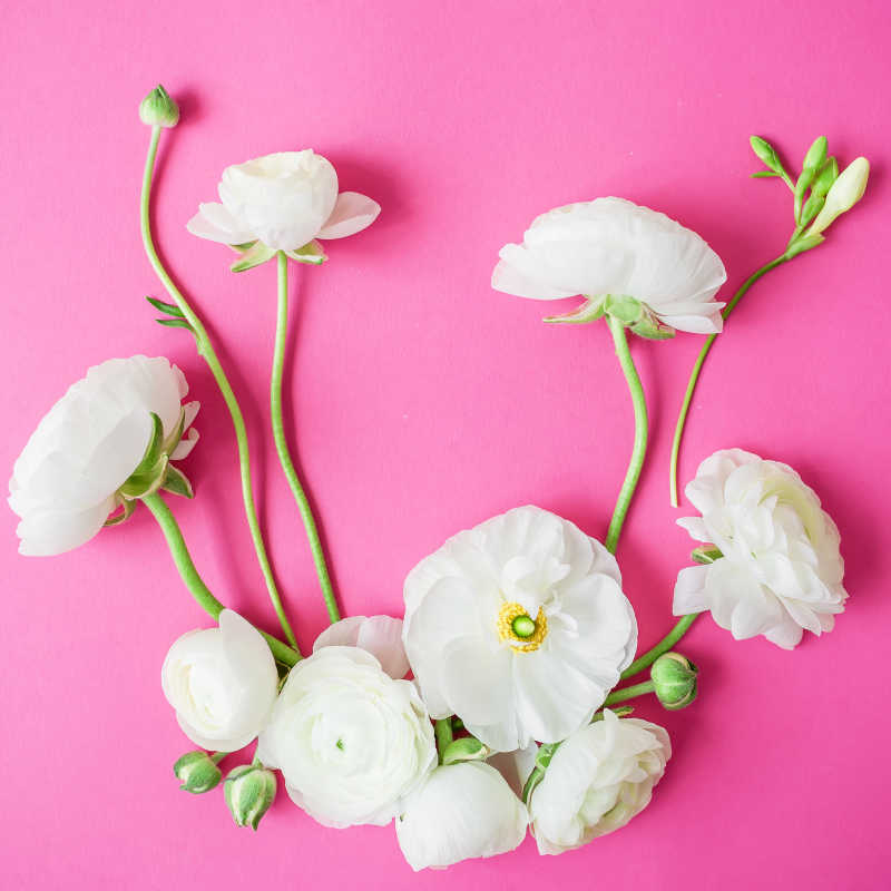 粉红色背景白色花朵的花卉图案