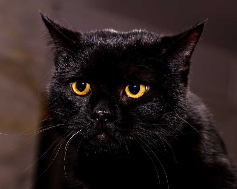 黑色猫咪在凝视着什么