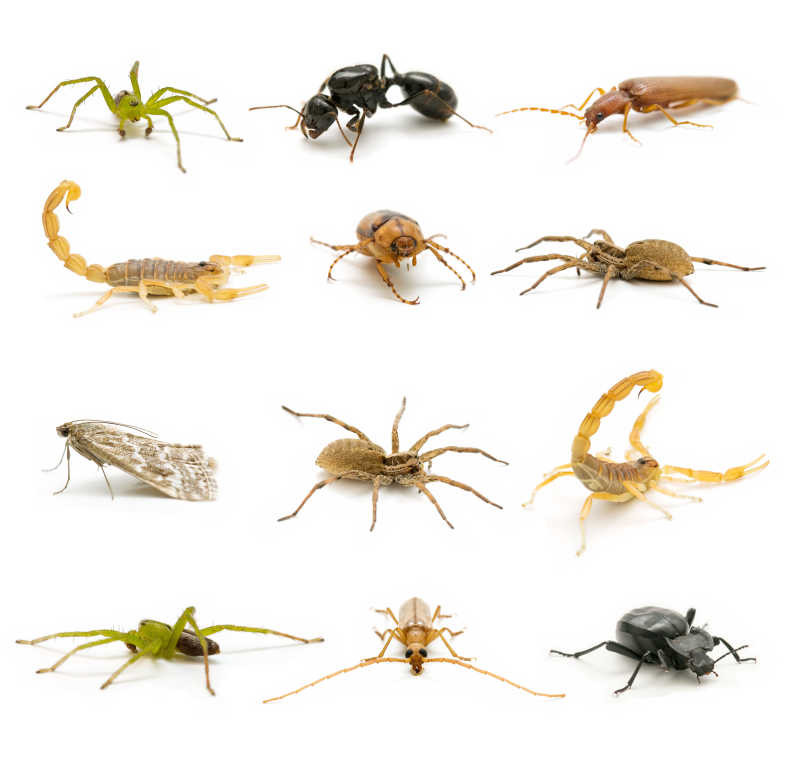 白色背景下的不同种类的昆虫组合