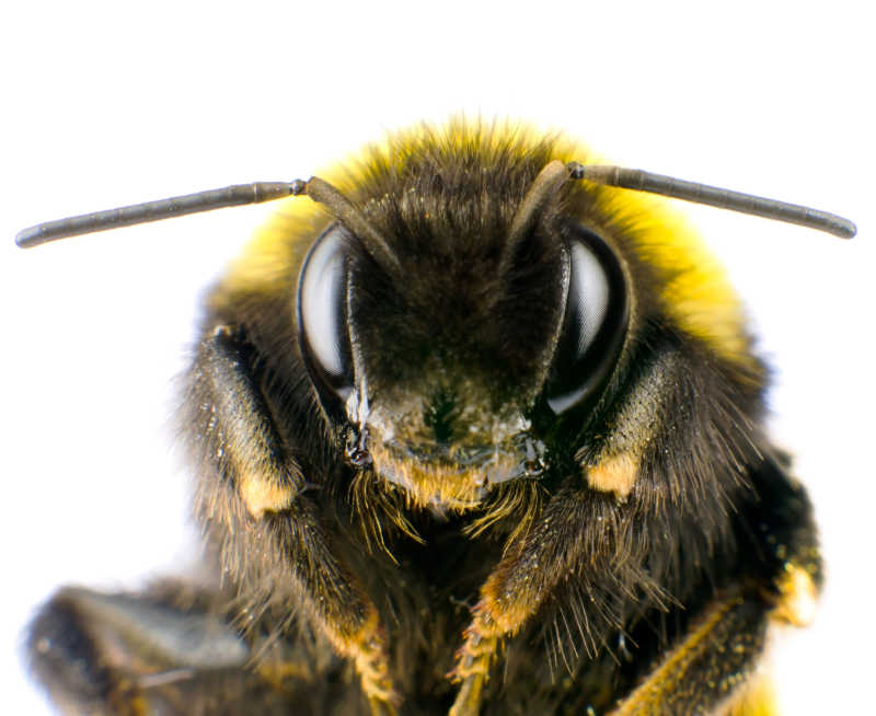 白色背景下的大黄蜂头部超大型天线