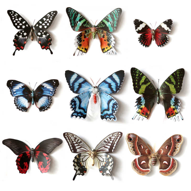 白色背景下九种昆虫蝴蝶收集组合