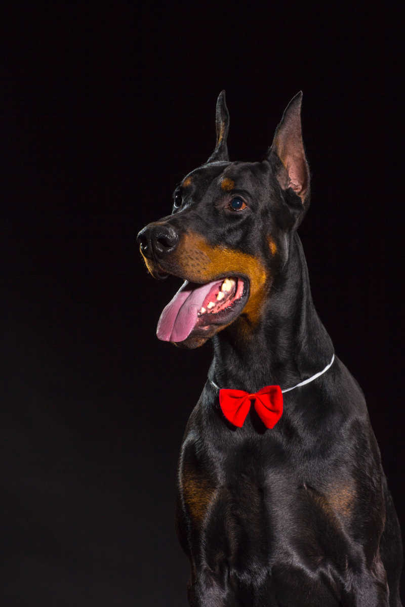 黑色背景下的带着红色领结的杜宾犬