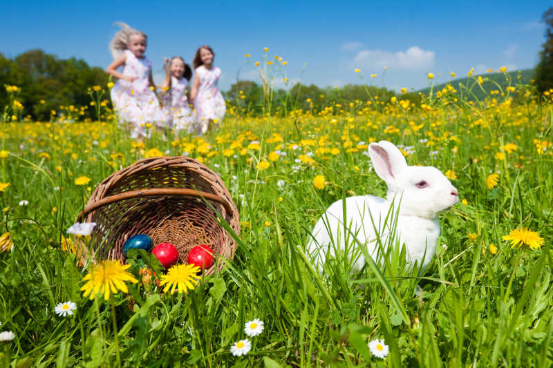 美丽的蒲公英草地复活节兔子和复活节彩蛋