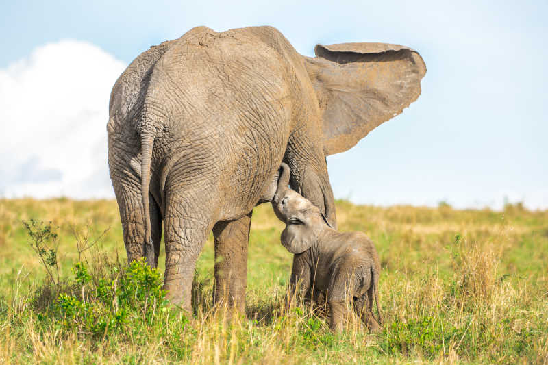 大象妈妈在草地上哺乳小象宝宝