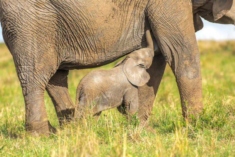 大象妈妈在草地上哺乳象宝宝