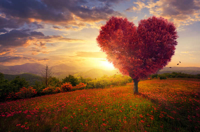 沐浴在阳光下的红色爱心树