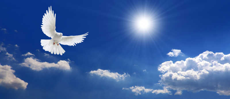 在蓝天白云下沐浴着阳光飞行的和平鸽