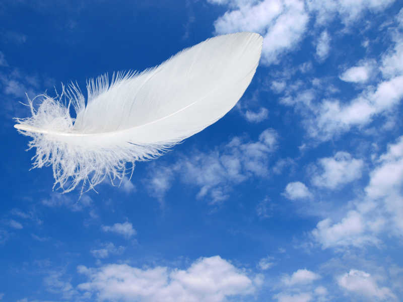 白鸽飞过蓝天白云下只余一片羽毛
