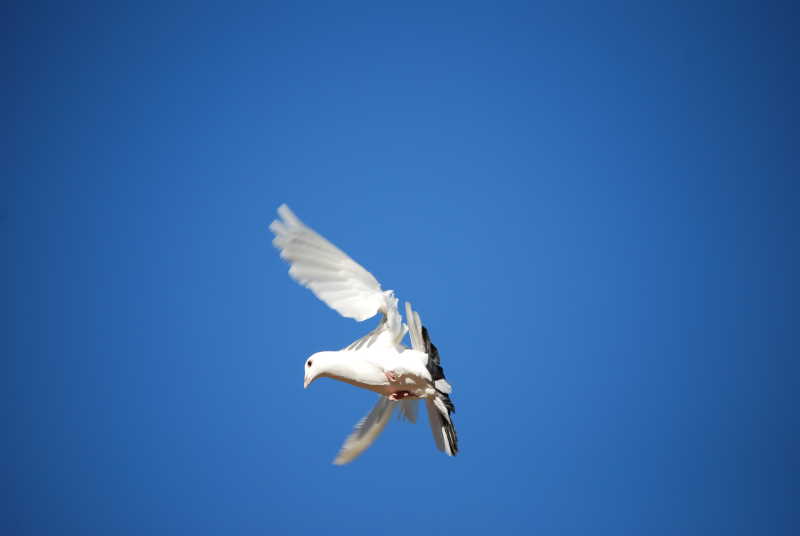在蓝天下飞行的白鸽