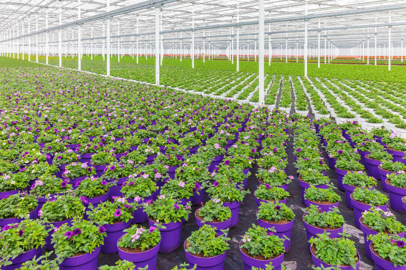 温室里的紫罗兰盆栽