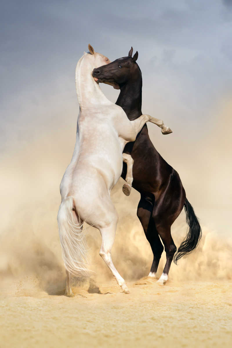 两头马在战斗