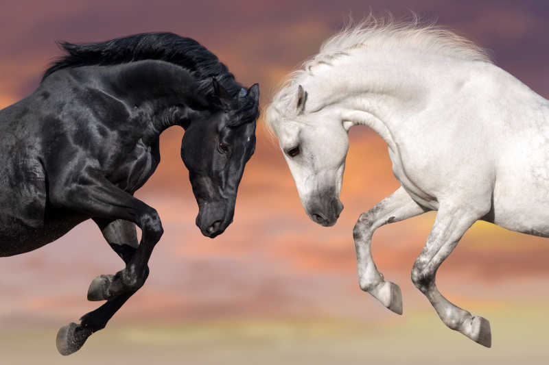 两匹漂亮的马画像