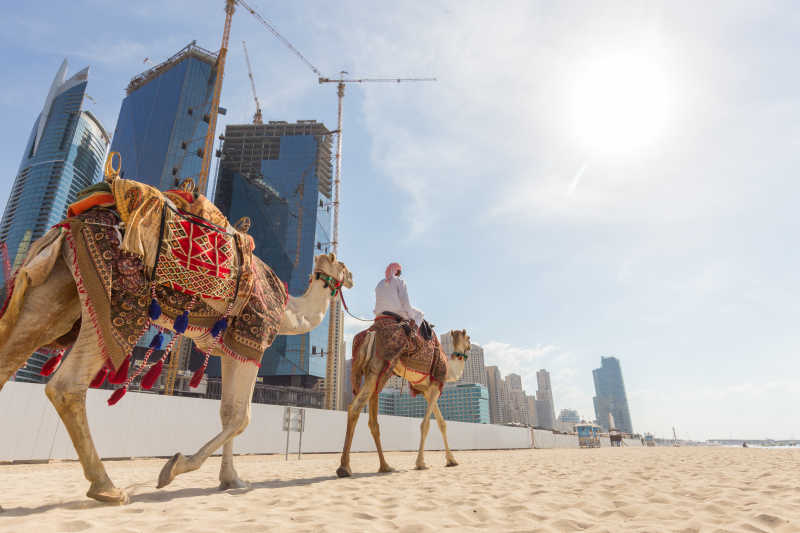 迪拜导游提供游客骑骆驼在朱美拉海滩