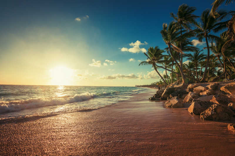 日出下的海滩棕榈树