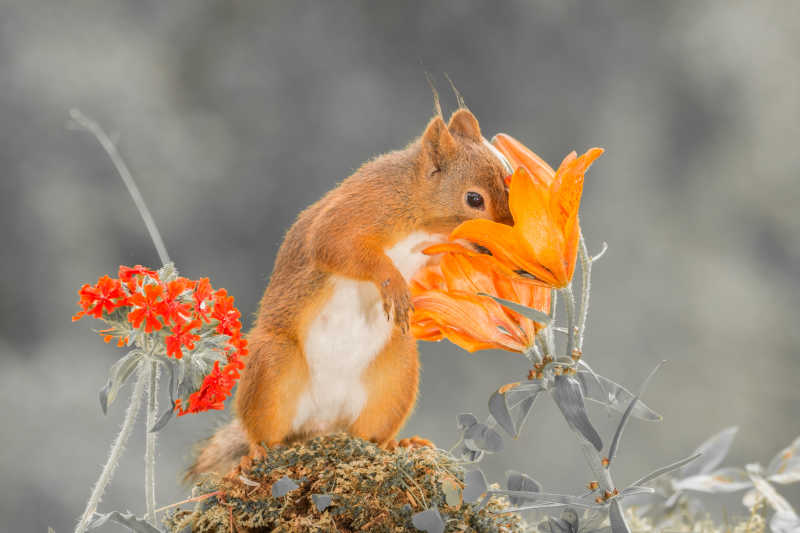 偷吃花蜜的红松鼠