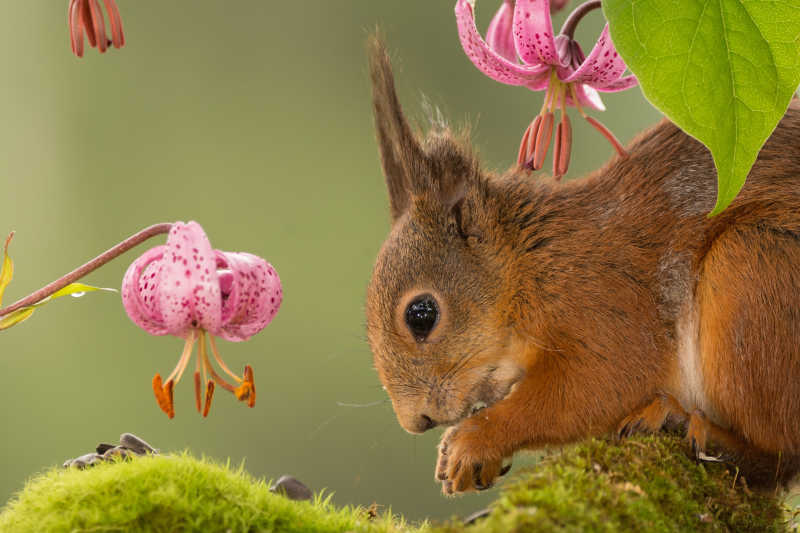 两朵粉色花朵下面的红松鼠