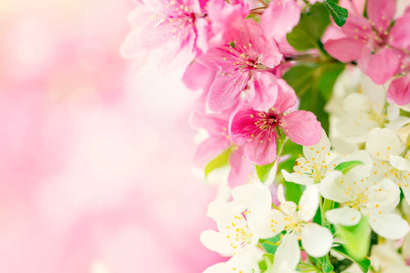 春天樱花树上的粉色和白色的花朵