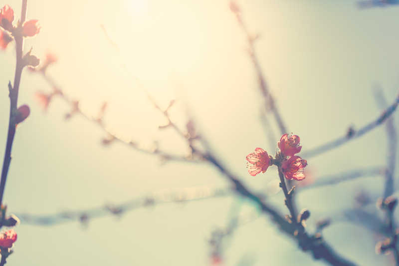 在阳光下开粉红色的花的果树树枝