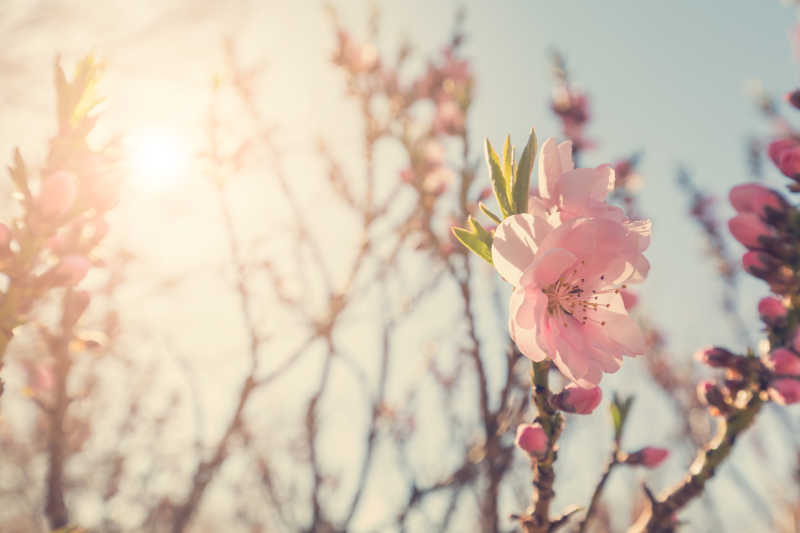在阳光下含苞待放的粉红色的花朵