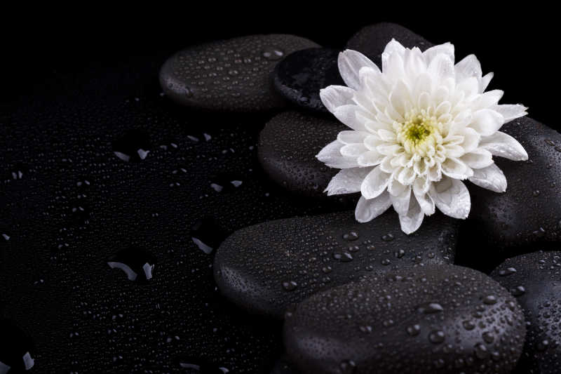 黑色的鹅软石上的白色花朵