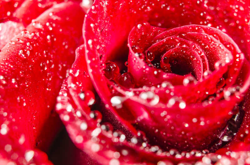 红玫瑰角度特写和水滴特写