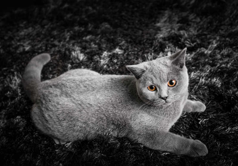 黑橙色眼睛的猫趴在黑白地毯上