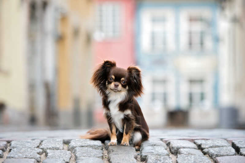 可爱的棕色吉娃娃狗坐在街道上
