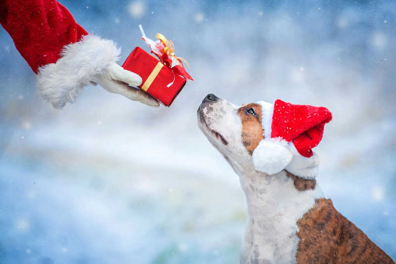 圣诞帽子的美国斯塔福德郡狗从圣诞老人的手里取礼物