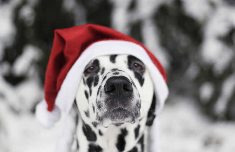 戴着圣诞帽的斑点狗在森林里