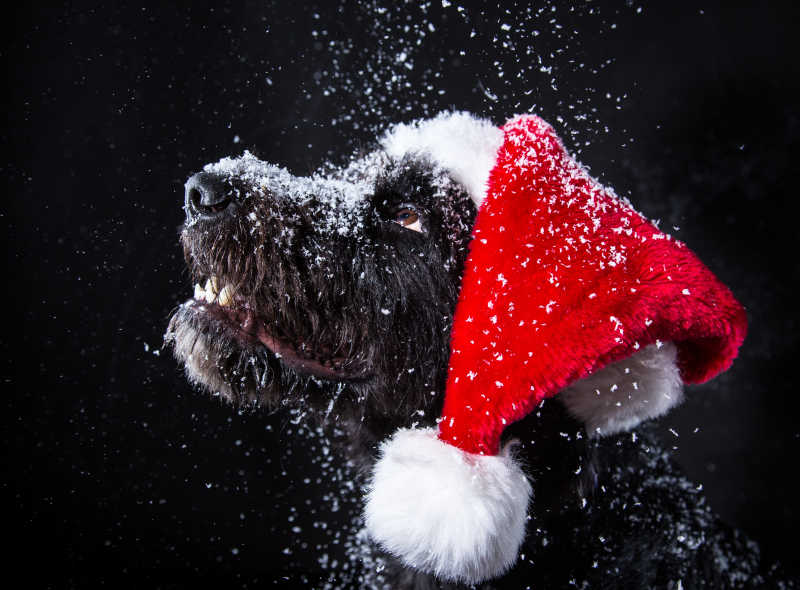 黑色背景下戴着圣诞帽飘着雪的黑色狗