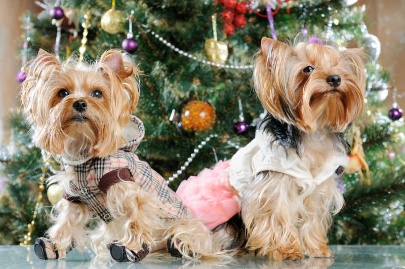 圣诞树前的两只可爱约克夏犬