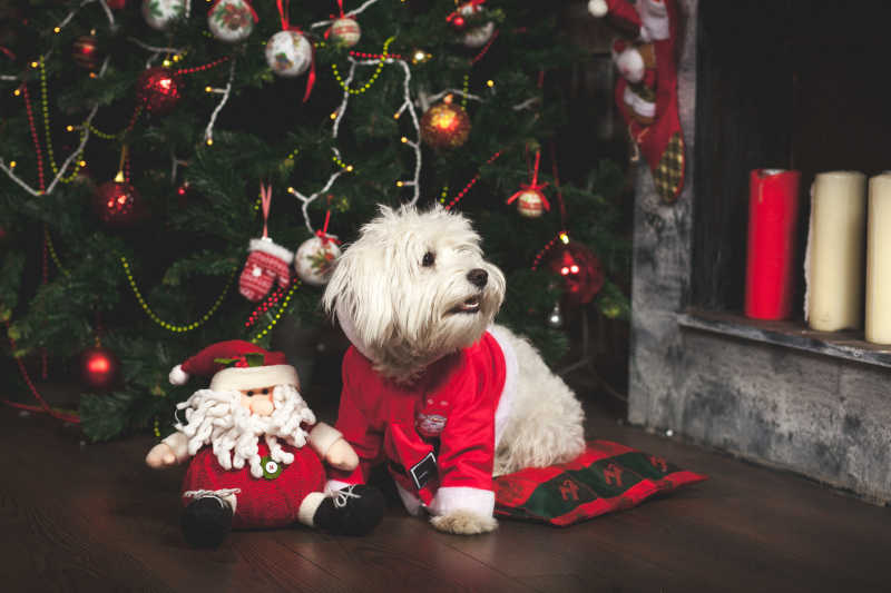穿着圣诞老人衣服的可爱白色小狗
