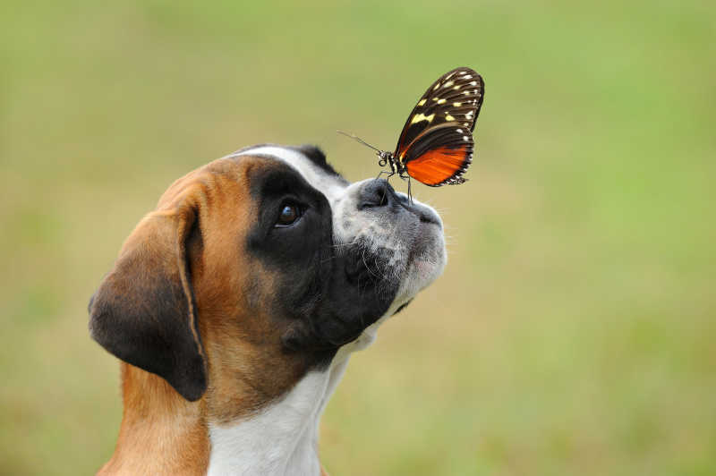 拳师犬与鼻子上的蝴蝶