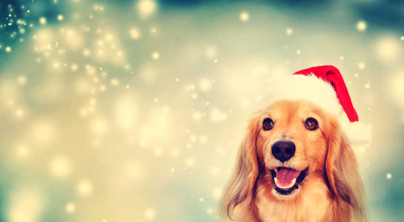 戴圣诞老人帽子的金毛猎犬