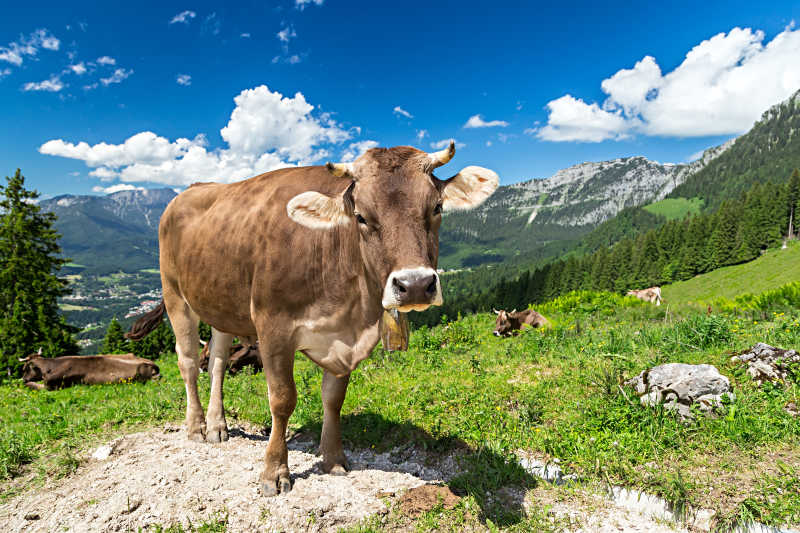 在美丽自然风景下的奶牛