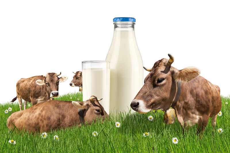奶牛和牛奶在绿色的草地上