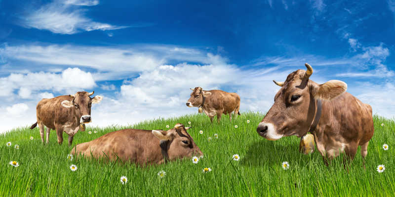 棕色奶牛在蓝天下碧绿的草地上