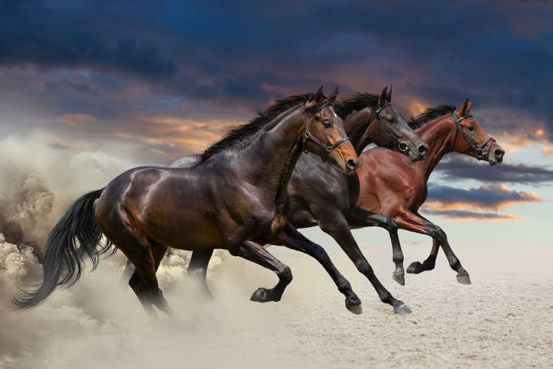 驰骋在沙地上的三匹马
