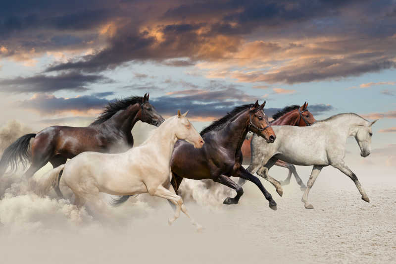 日落时五匹马在沙漠中奔驰