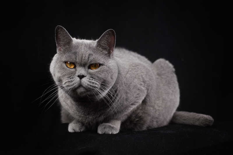 黑色背景下的英国灰色短毛猫